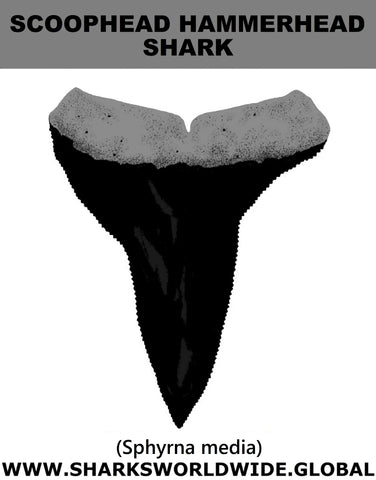 GR SCOOP HAMMER T M