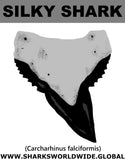 GR SILKY SHARK T M