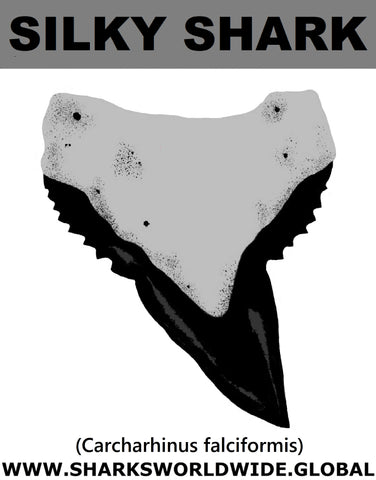 GR SILKY SHARK T M