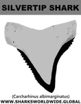 GR SILVERTIP SHARK T M
