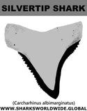 GR SILVERTIP SHARK T M