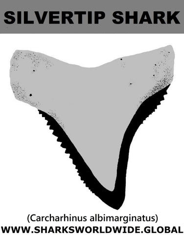 GR SILVERTIP SHARK T M