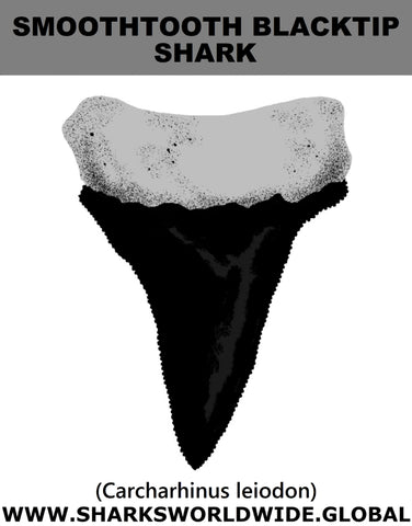 GR SMTBLKT T M