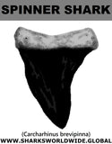 GR SPINNER SHARK T M