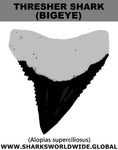GR THRESH BIGEYE T M