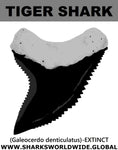 GR DENTICULATUS T M