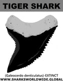 GR DENTICULATUS T M