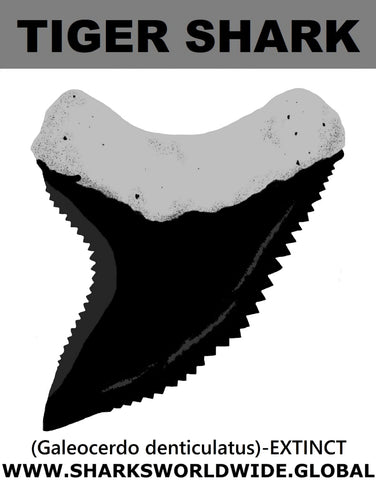 GR DENTICULATUS T M