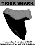 GR TS SUBCRENATUS T M