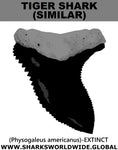 GR AMERICANUS T M