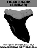 GR AMERICANUS T M