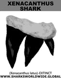 GR XENACANTHUS T C