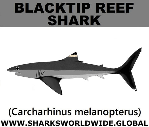 SSP BLACKTIP REEF C