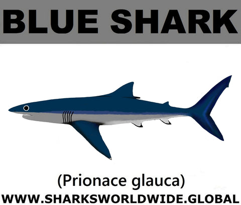 SSP BLUE SHARK C