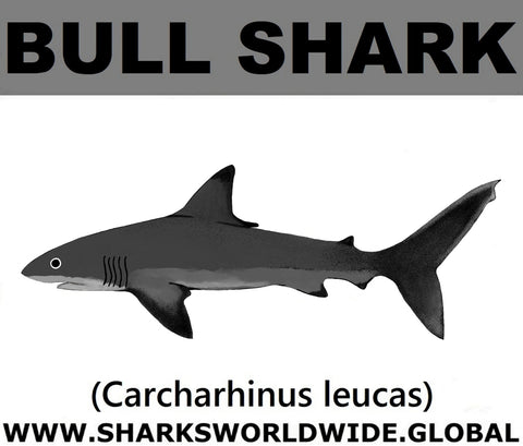 SSP BULL SHARK C