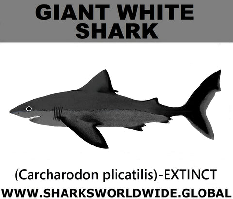 SSP GIANT WHITE C