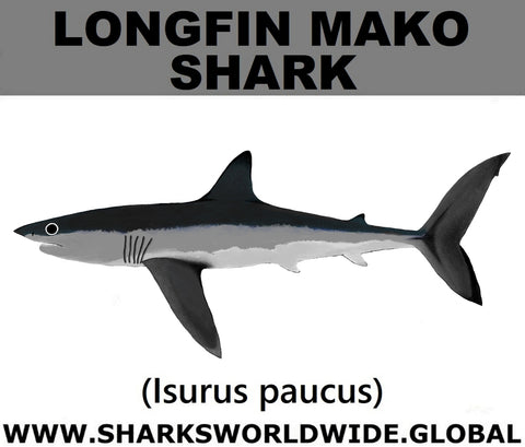 SSP LONGFIN C