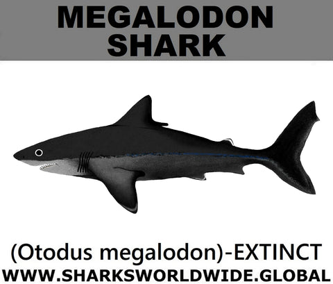 SSP MEGALODON C