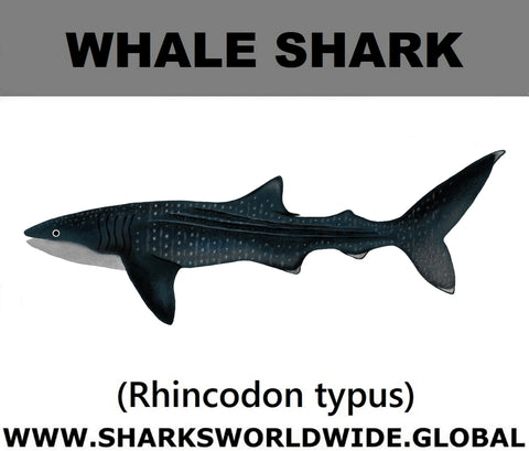 SSP WHALE S C