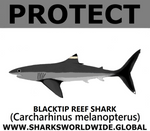 PRS BLACKTIP REEF V2 C