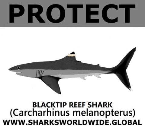 PRS BLACKTIP REEF V2 C