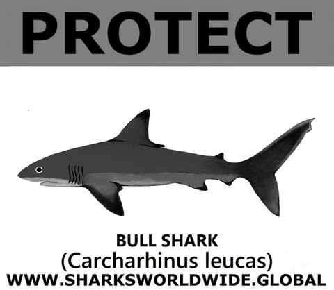 PRS BULL SHARK V2 C