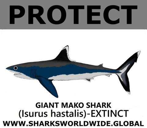 PRS GIANT MAKO V2 C