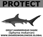 PRS G HAMMERHEAD V2 C