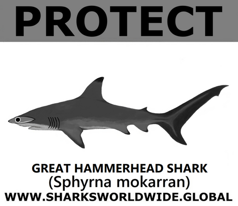 PRS G HAMMERHEAD V2 M
