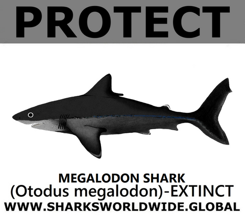 PRS MEGALODON V2 M
