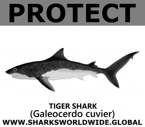 PRS TIGER SHARK V2 C