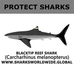 PRS BLACKTIP REEF V1 C