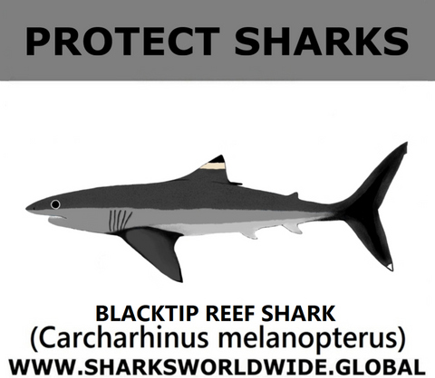 PRS BLACKTIP REEF V1 M