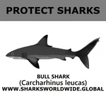PRS BULL SHARK V1 C