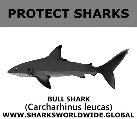 PRS BULL SHARK V1 M