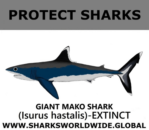 PRS GIANT MAKO V1 M