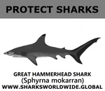 PRS G HAMMERHEAD V1 M