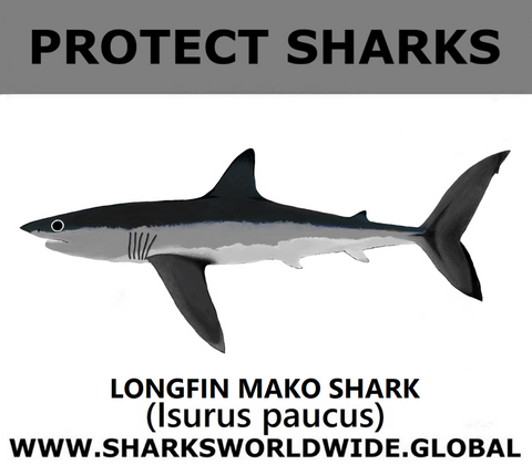 PRS LONGFIN V1 C