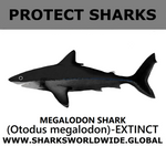 PRS MEGALODON V1 C