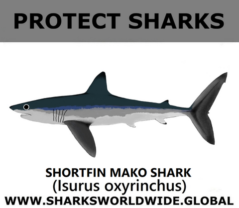PRS SHORTFIN V1 M