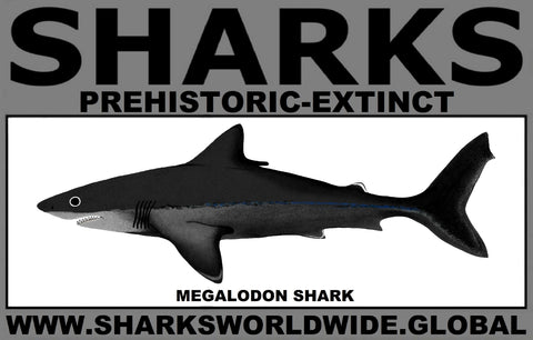 SSPX MEGALODON C