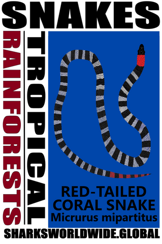 SNAKES RTCS T