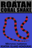 ROAC SNAKE V2 M