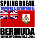 SBKWW BER V1 M