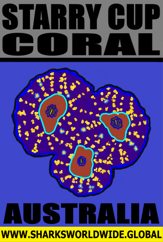 CORALS STARRY V3 M