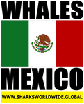 WHALES MEX V2 M
