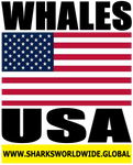 WHALES USA V2 M