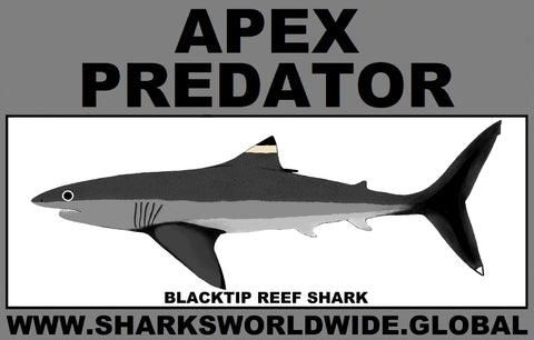 AP BLACKTIP REEF M