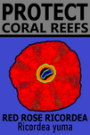 PCRS ROSE T
