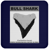 GR BULL SHARK T C
